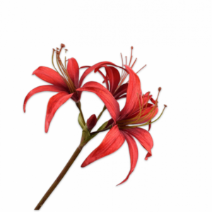 Amaryllis steel rood 80cm